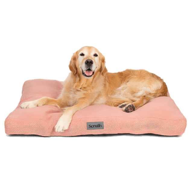 A comfortable, round dog bed where a Beagle is sleeping.